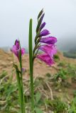 Gladiolus tenuis