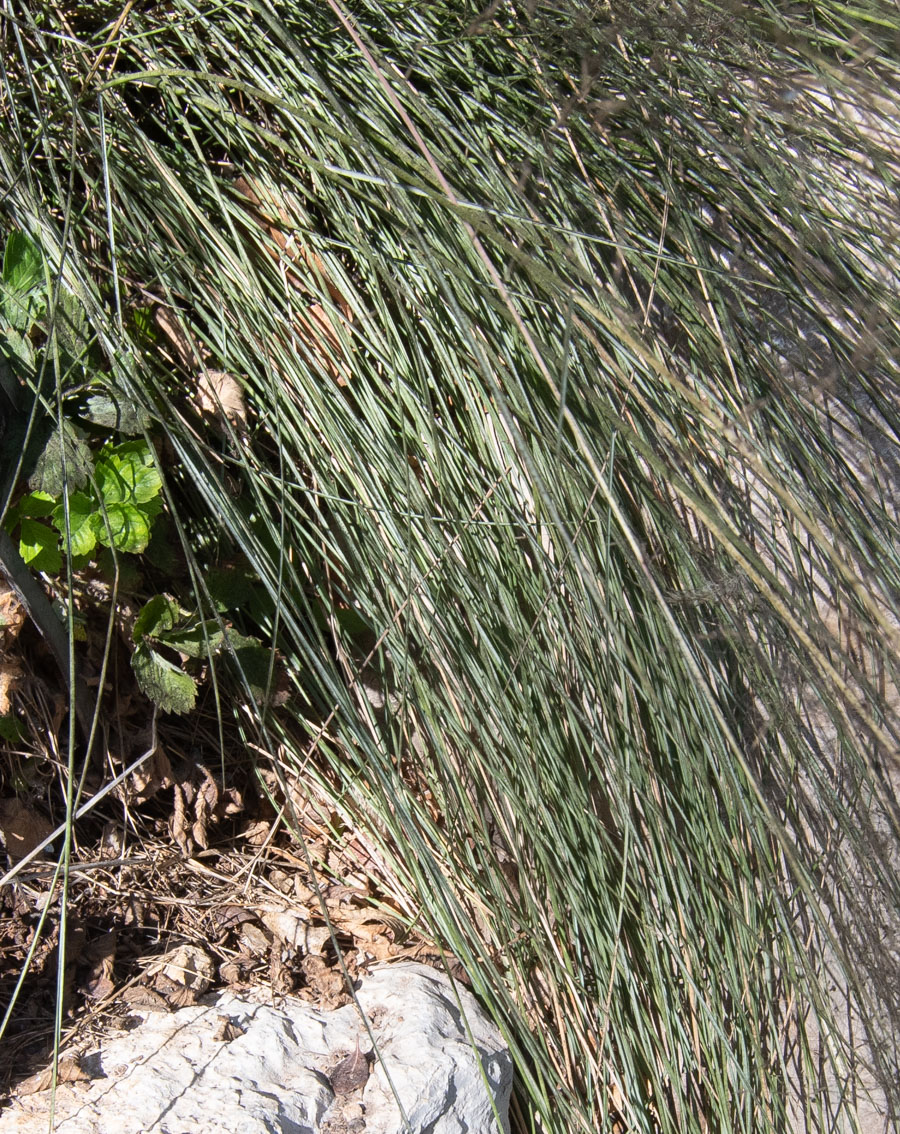 Изображение особи Muhlenbergia ciliata.