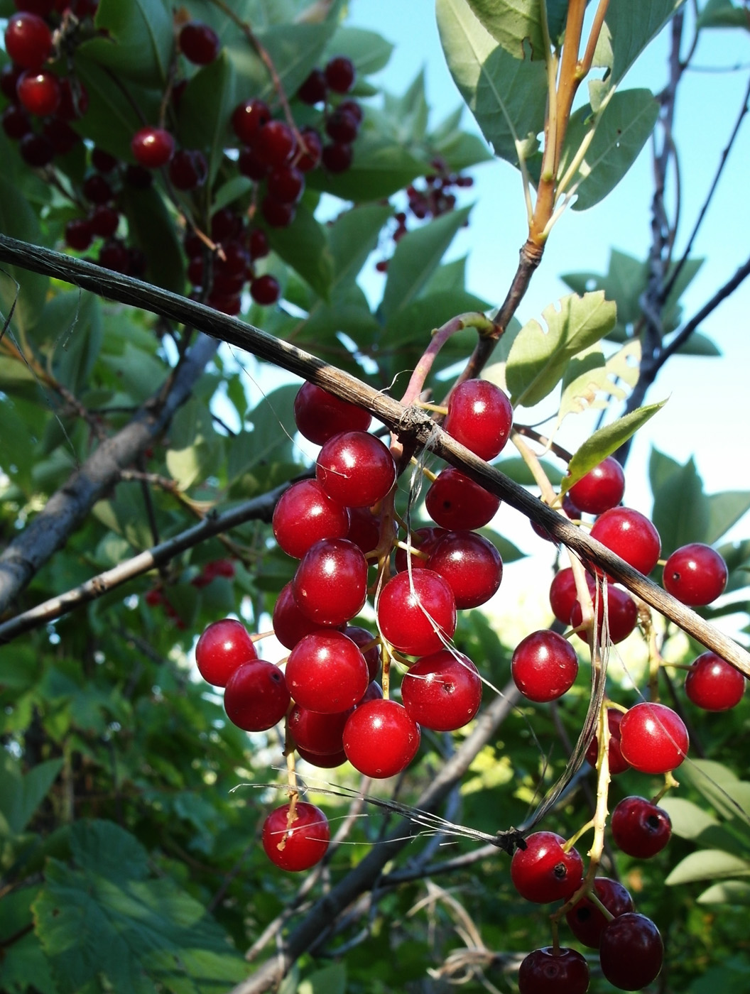 Image of Padus virginiana specimen.