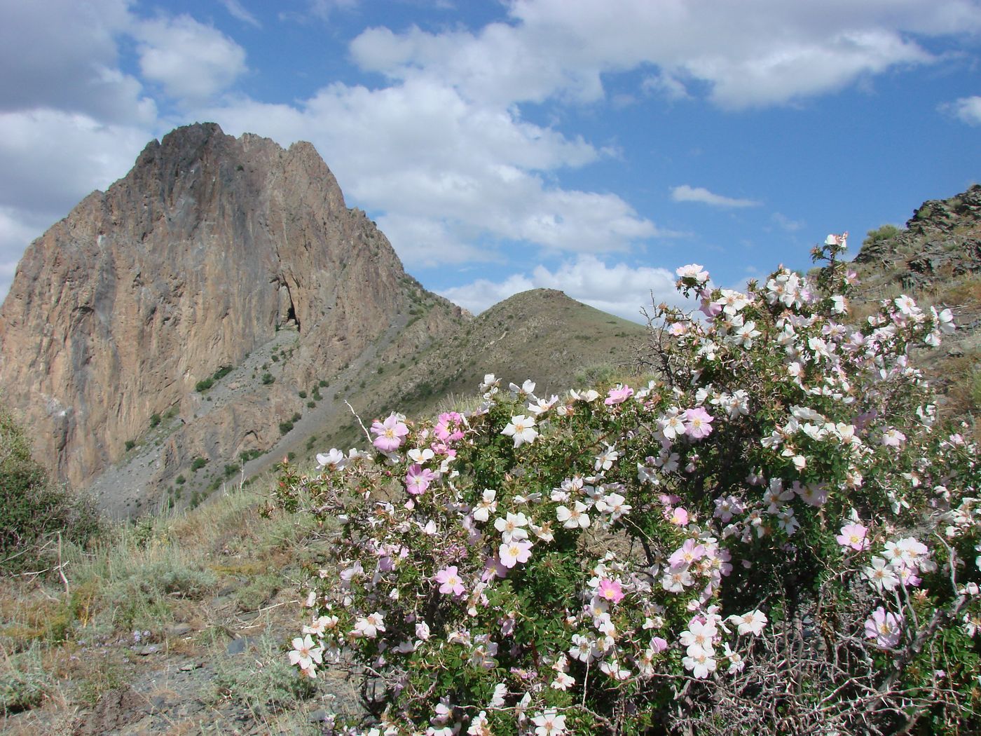 Image of Rosa maracandica specimen.