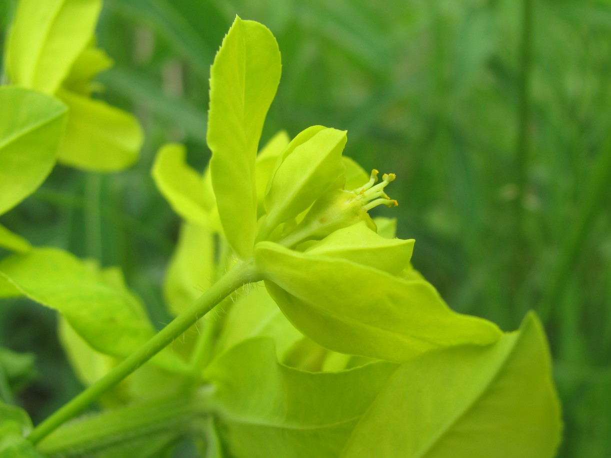 Изображение особи Euphorbia procera.