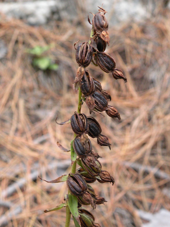 Image of Epipactis helleborine specimen.