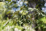 Quercus myrsinaefolia. Верхушка веточки. Абхазия, г. Сухум, Сухумский ботанический сад, в культуре. 14.05.2021.