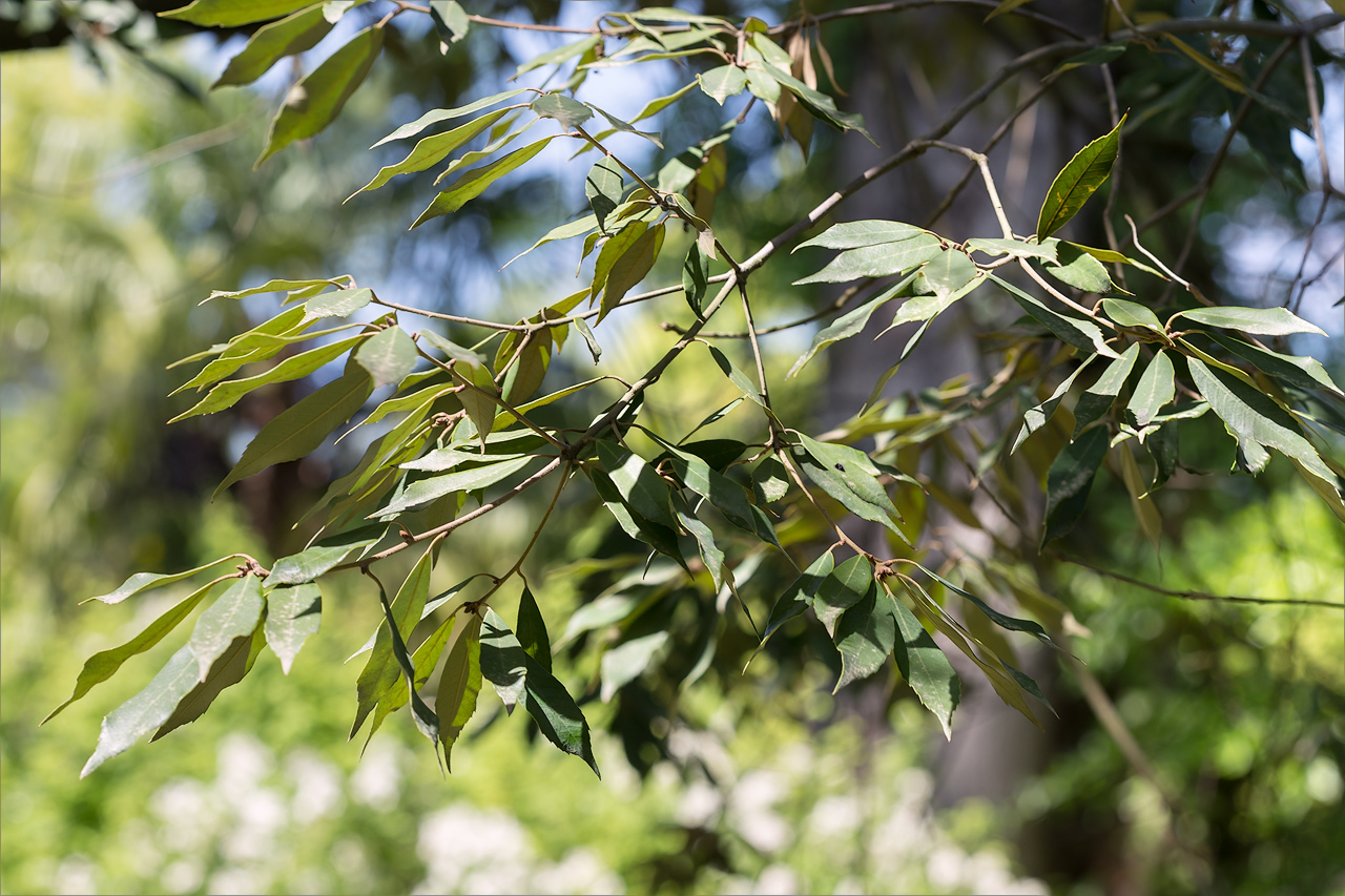 Image of Quercus myrsinaefolia specimen.