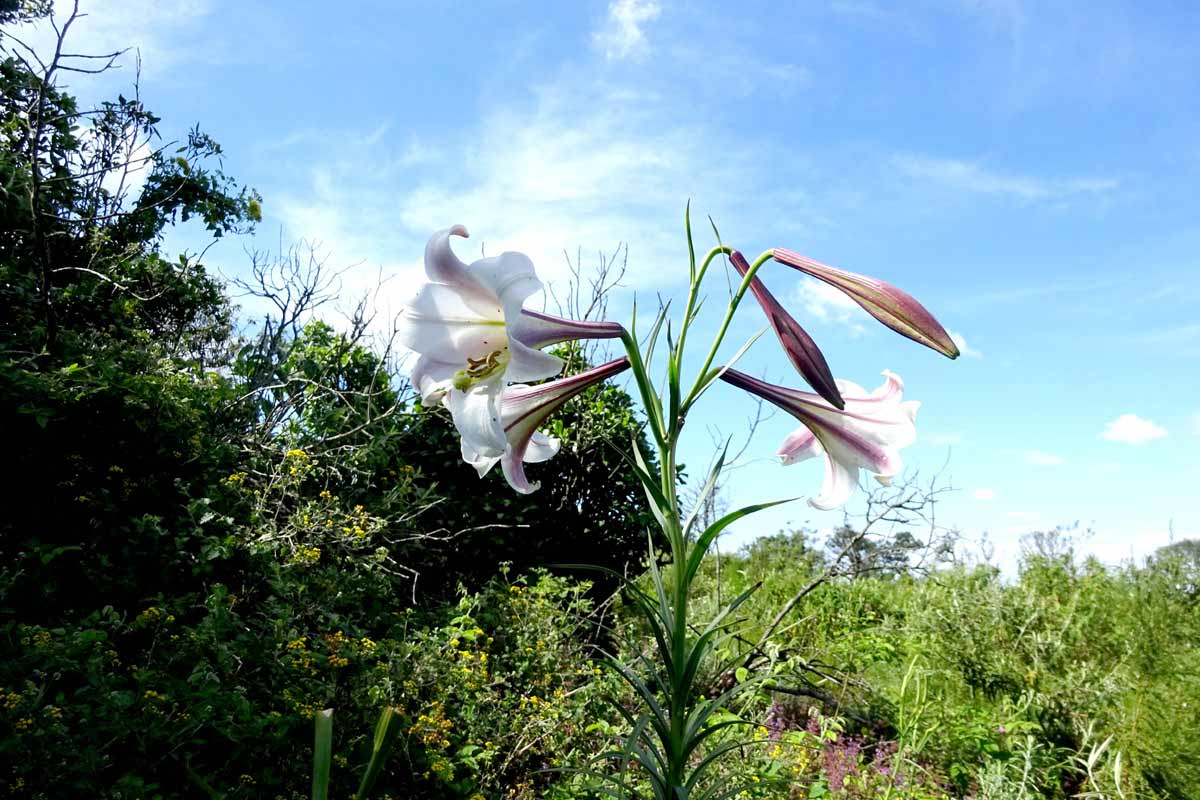 Image of Lilium formosanum specimen.