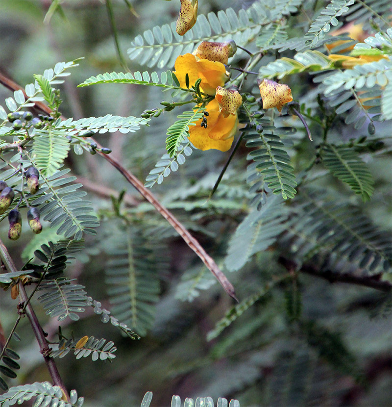 Image of familia Fabaceae specimen.