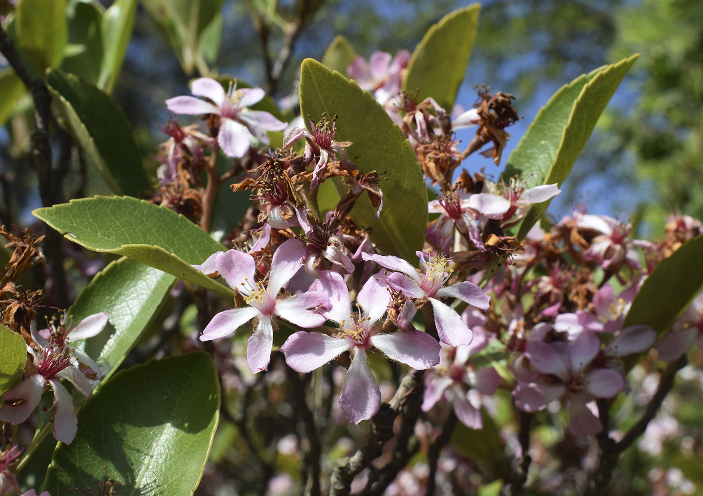 Изображение особи Rhaphiolepis indica.