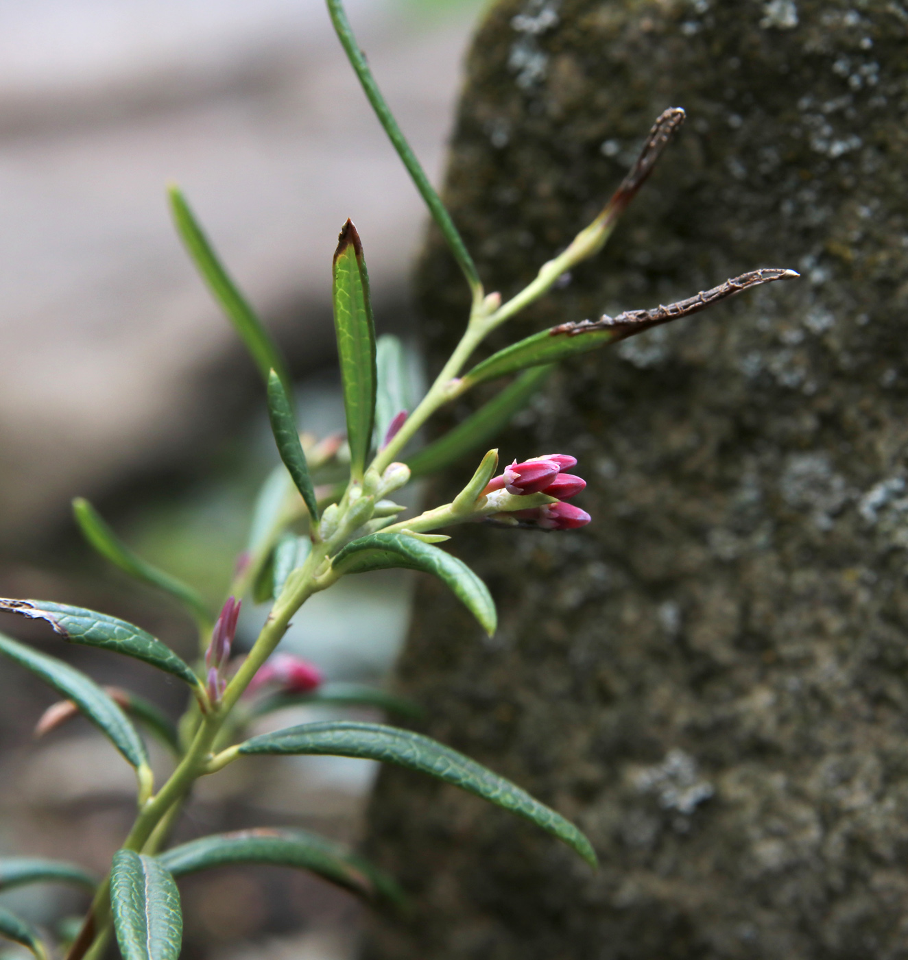 Image of Andromeda polifolia specimen.