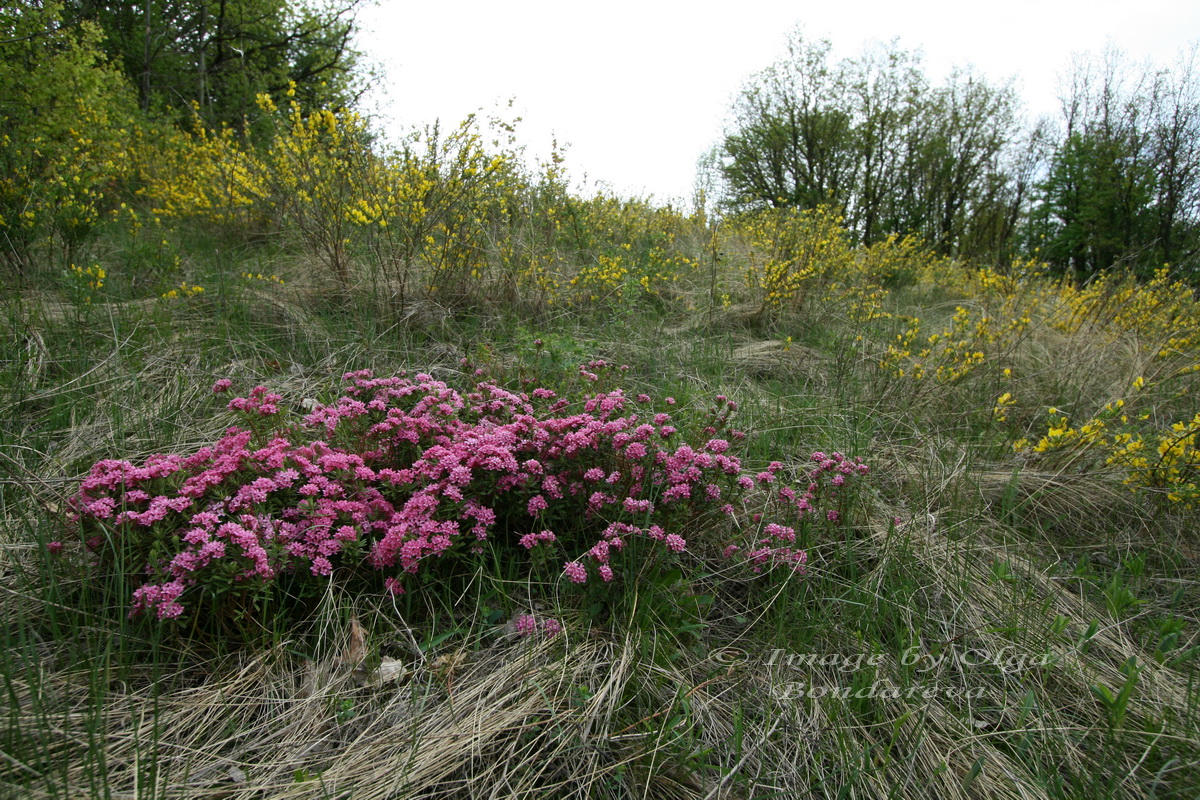 Image of Daphne cneorum specimen.