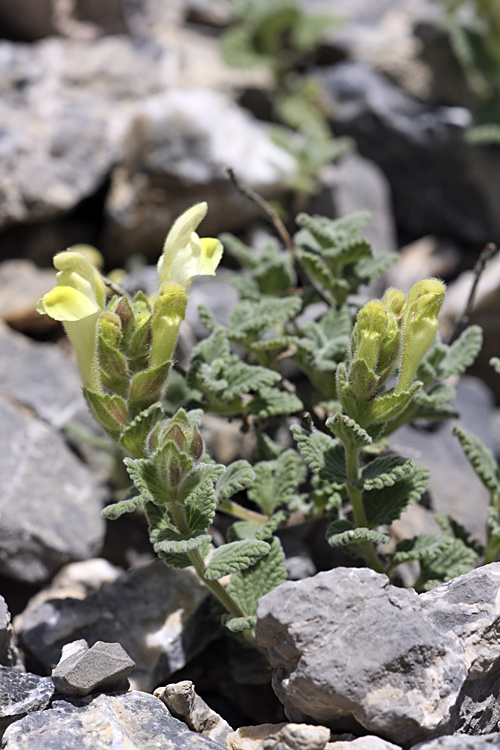 Image of Scutellaria linczewskii specimen.