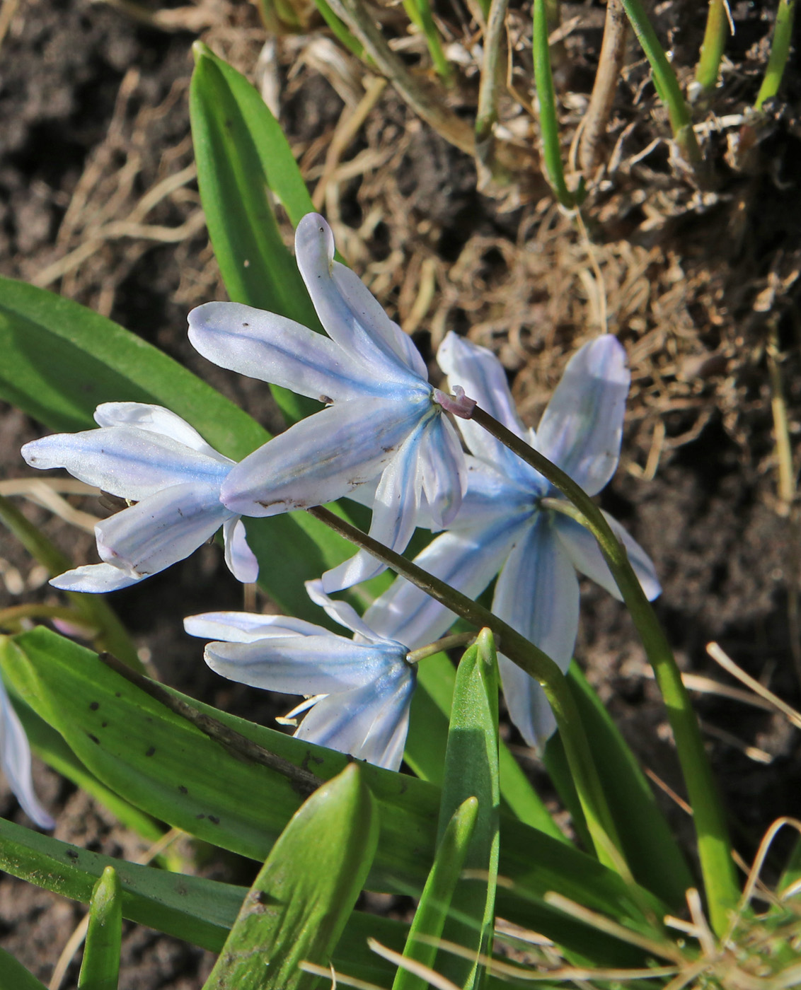 Изображение особи Scilla mischtschenkoana.