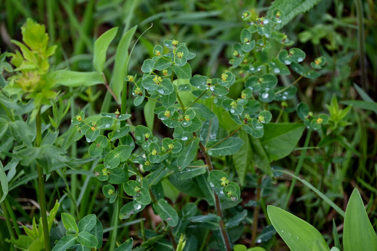 Изображение особи Euphorbia jenisseiensis.