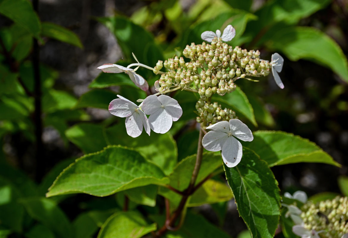 Image of Hydrangea paniculata specimen.