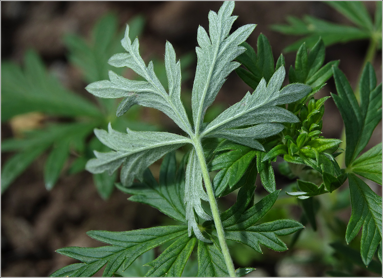 Изображение особи Potentilla argentea.