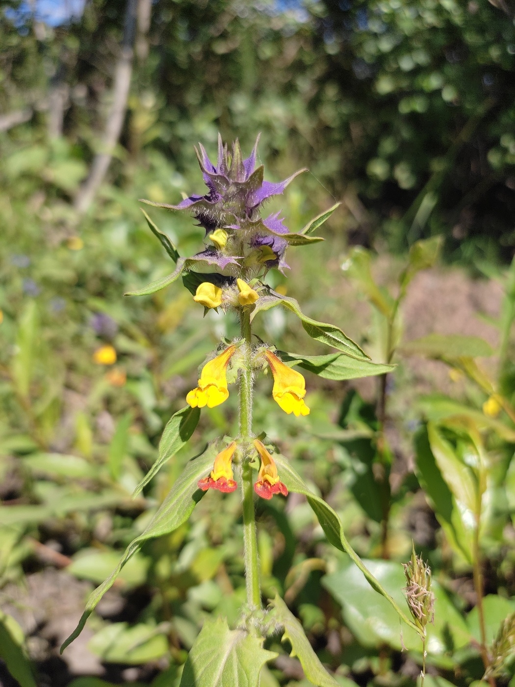 Изображение особи Melampyrum nemorosum.