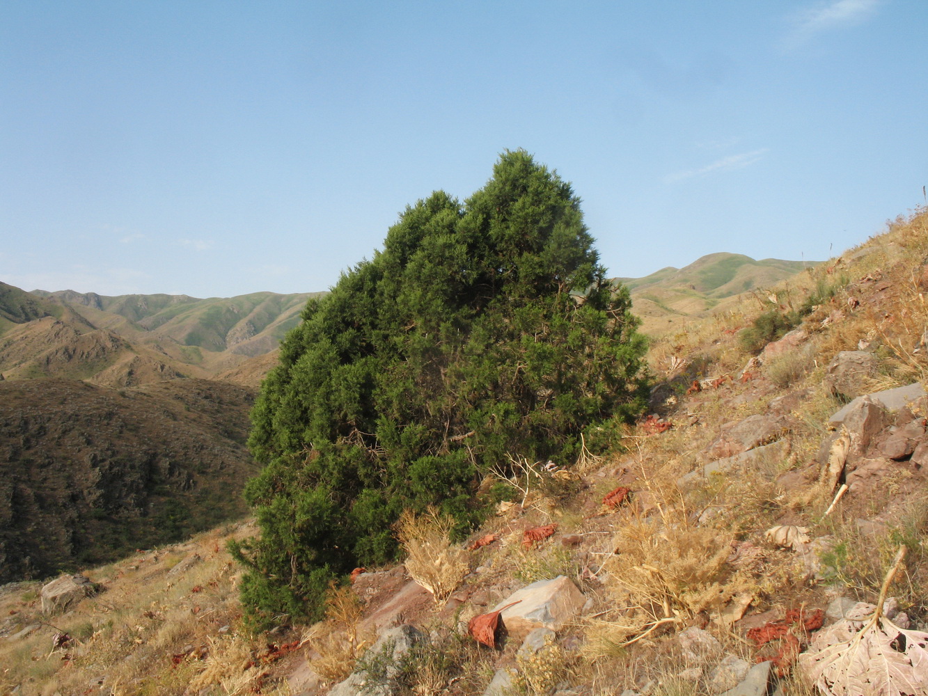 Изображение особи Juniperus semiglobosa.