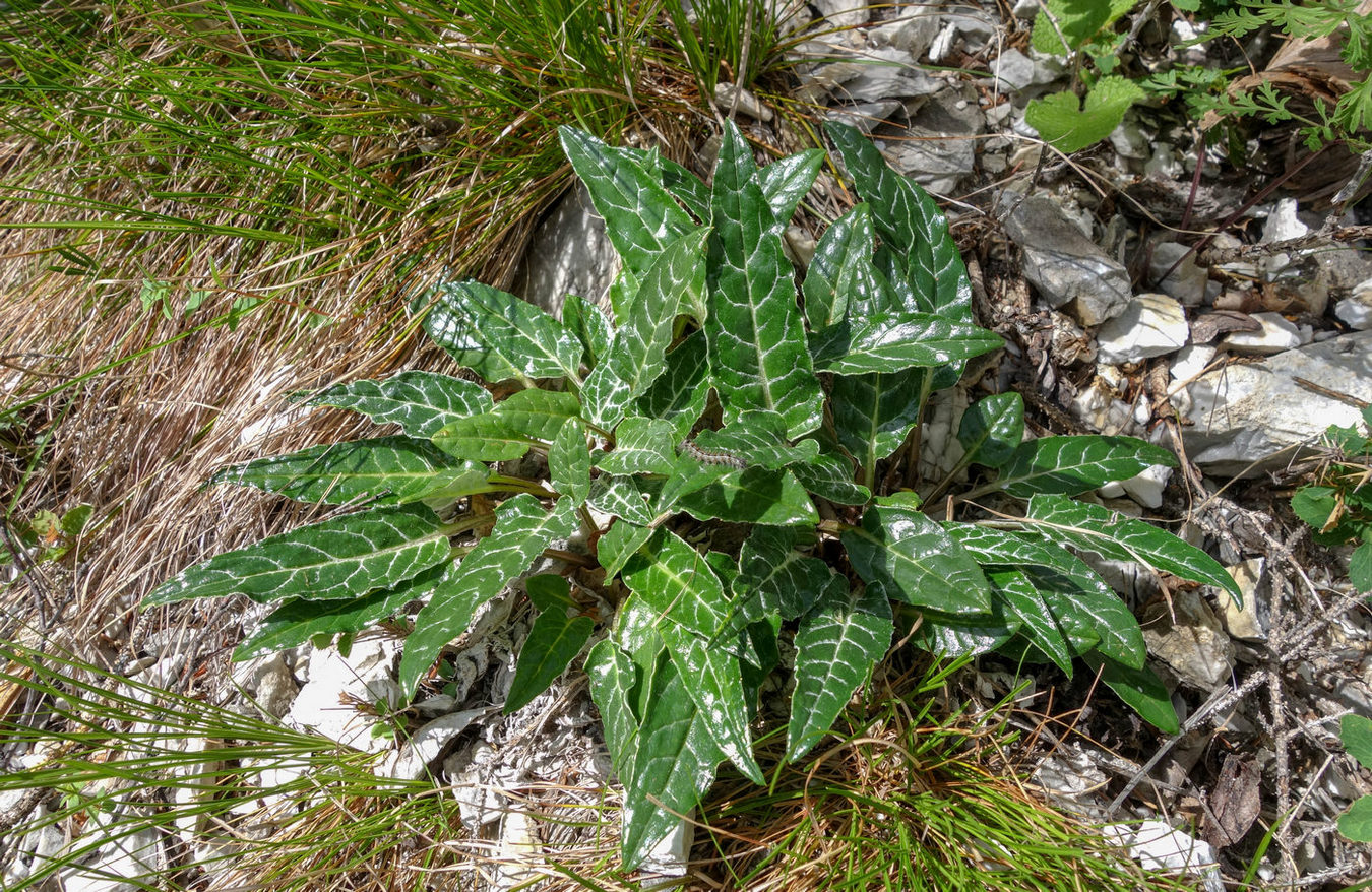 Изображение особи Saussurea jadrinzevii.