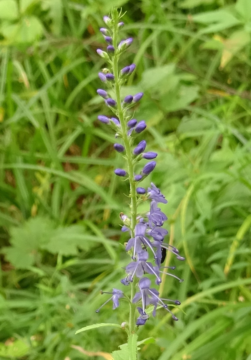 Изображение особи Veronica longifolia.