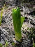 Veratrum lobelianum. Молодое растение. Хакасия, Орджоникидзевский р-н, верховья р. Правая Сарала, луговой склон у края снежника. 08.06.2022.