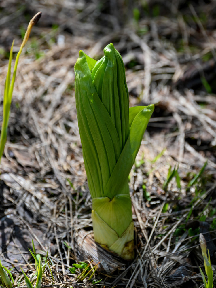 Изображение особи Veratrum lobelianum.