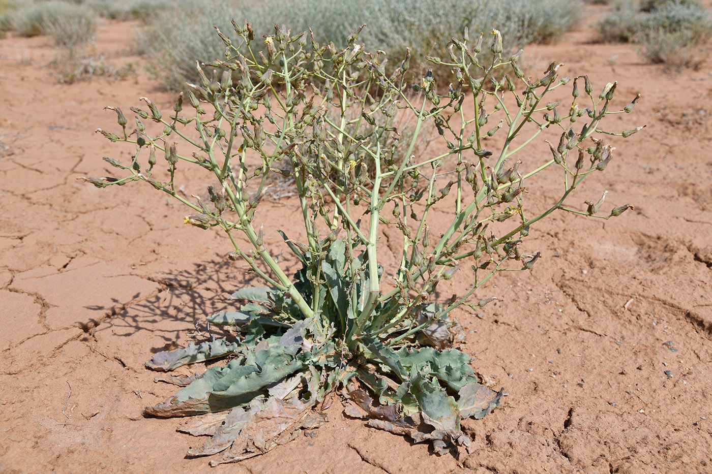 Изображение особи Steptorhamphus crassicaulis.