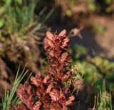 род Orobanche. Верхушки соцветий. Чечня, Итум-Калинский р-н, окр. ур. Цамадой, выс. 2150 м н.у.м., обочина дороги, обрыв. 6 августа 2023 г.