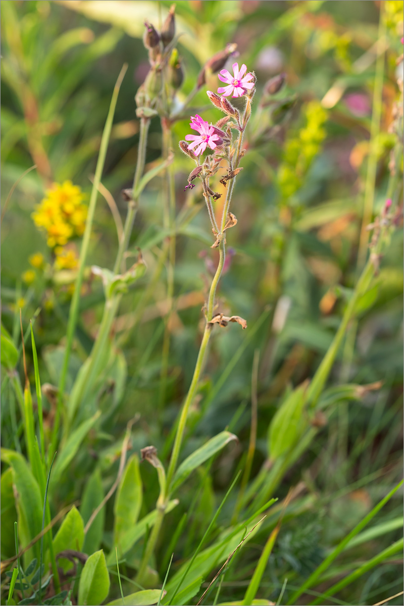 Изображение особи Melandrium dioicum.