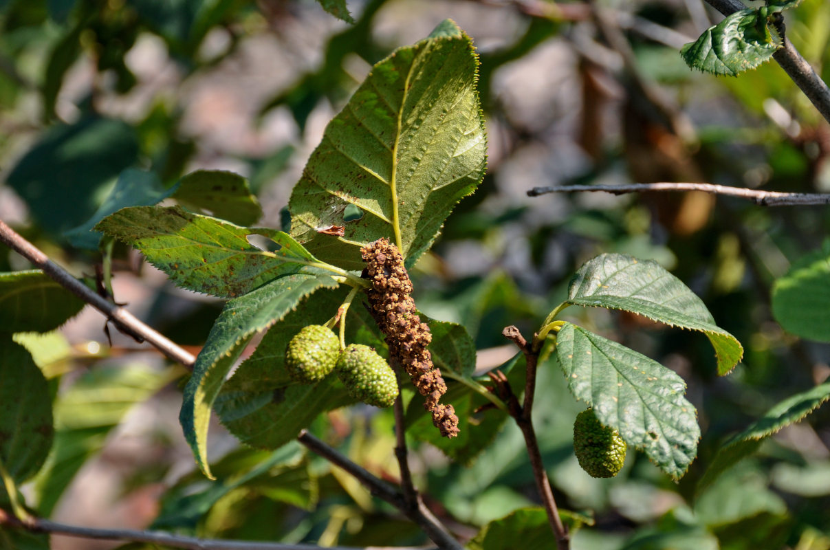 Изображение особи Duschekia fruticosa.