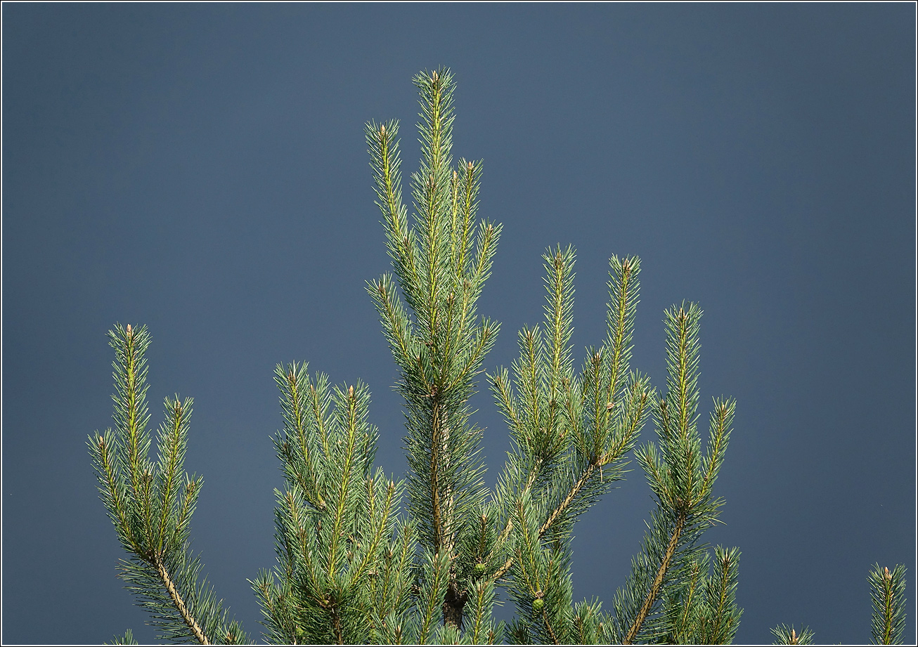 Изображение особи Pinus sylvestris.