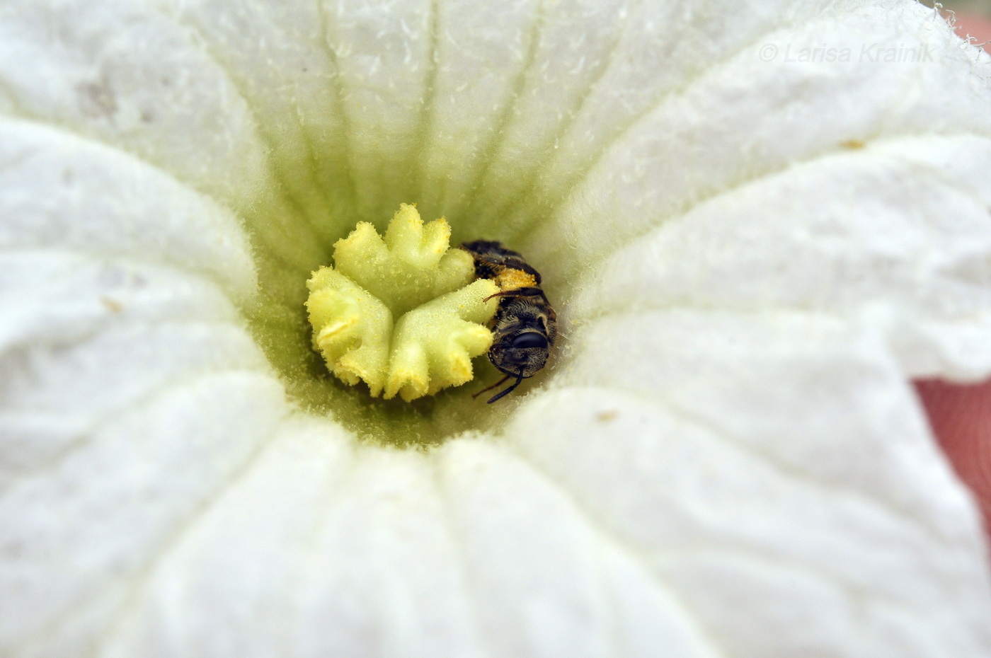 Изображение особи Coccinia grandis.