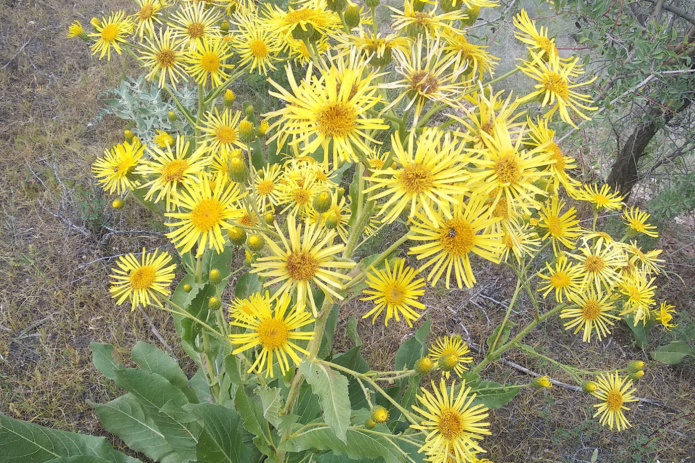 Image of Inula macrophylla specimen.