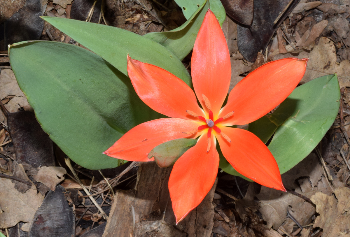 Image of Tulipa praestans specimen.