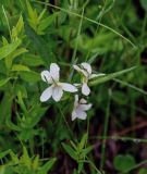 род Viola. Верхушка цветущего растения. Красноярский край, Берёзовский р-н, долина р. Мана, опушка смешанного леса. 06.06.2022.