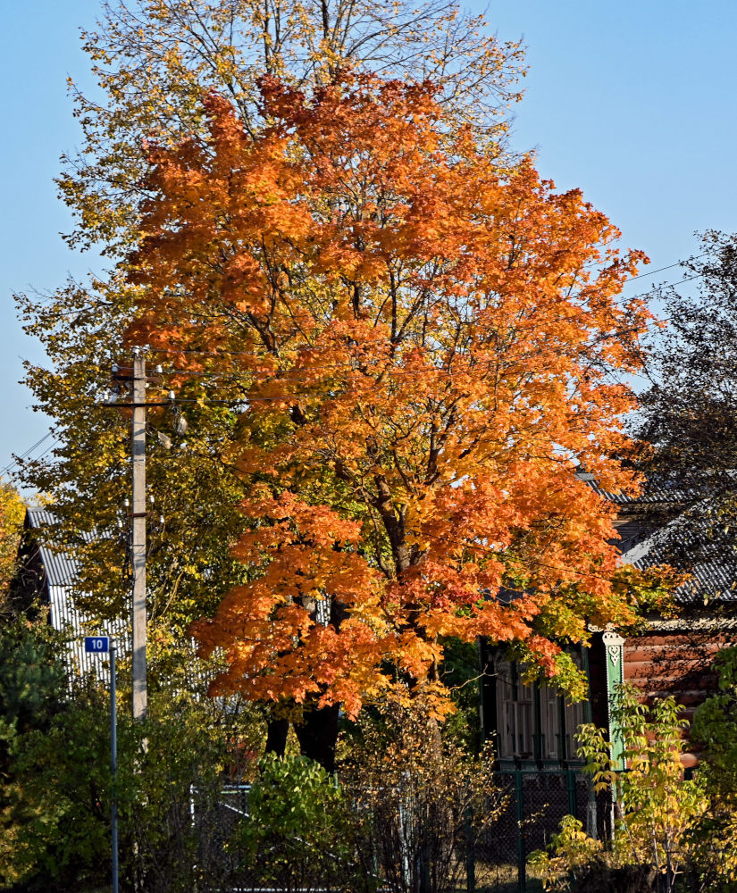 Image of Acer platanoides specimen.