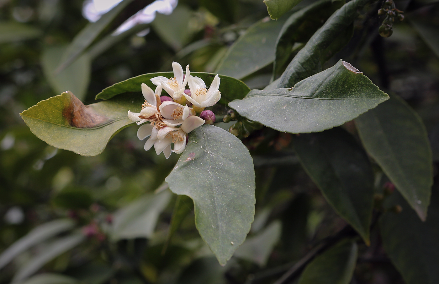 Image of Citrus limon specimen.