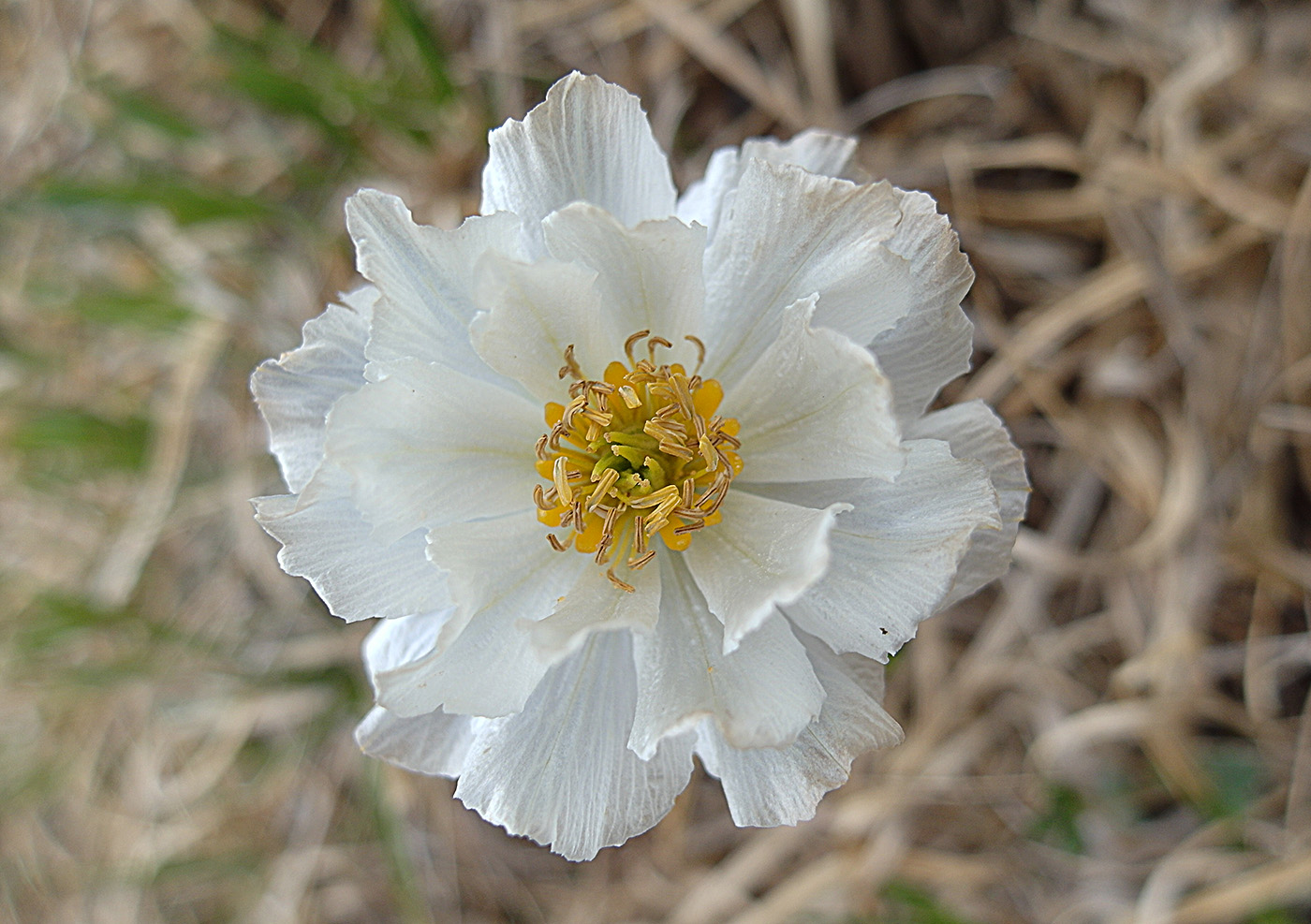 Изображение особи Trollius lilacinus.