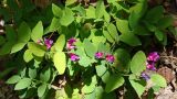 Lathyrus humilis