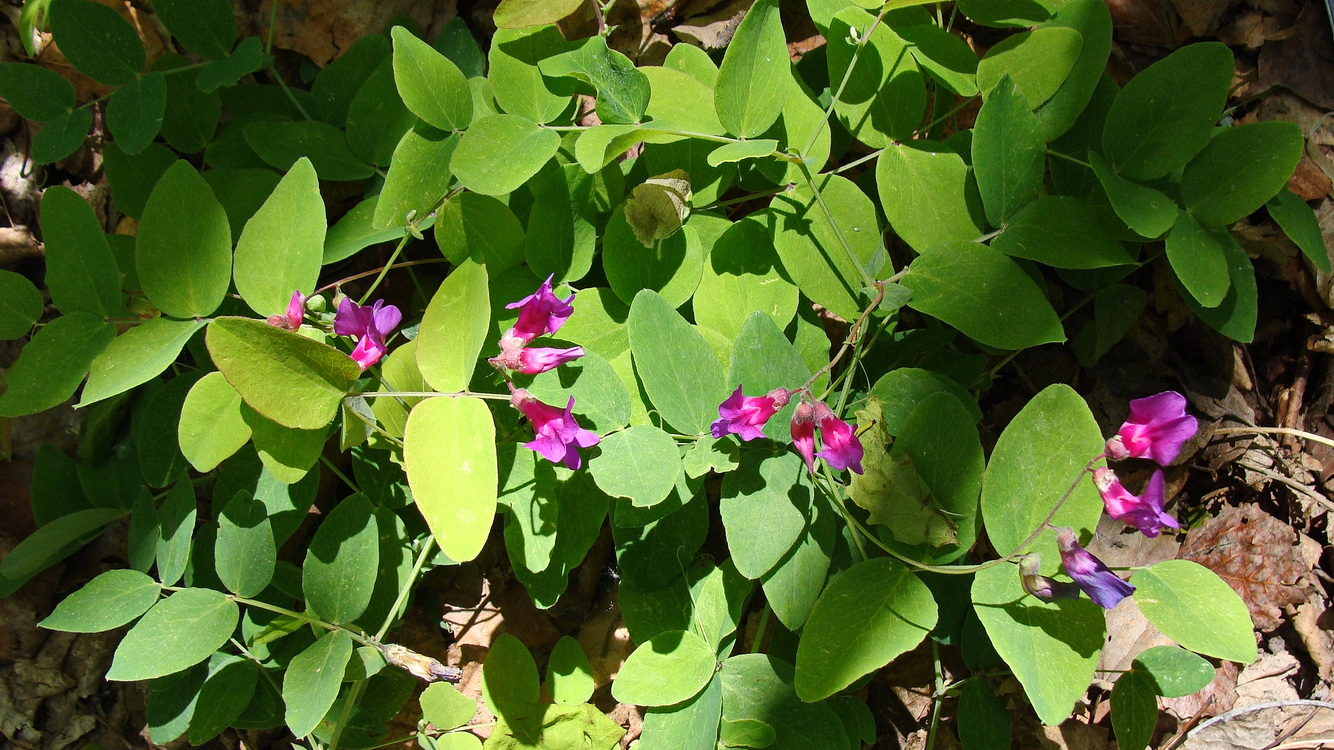 Image of Lathyrus humilis specimen.