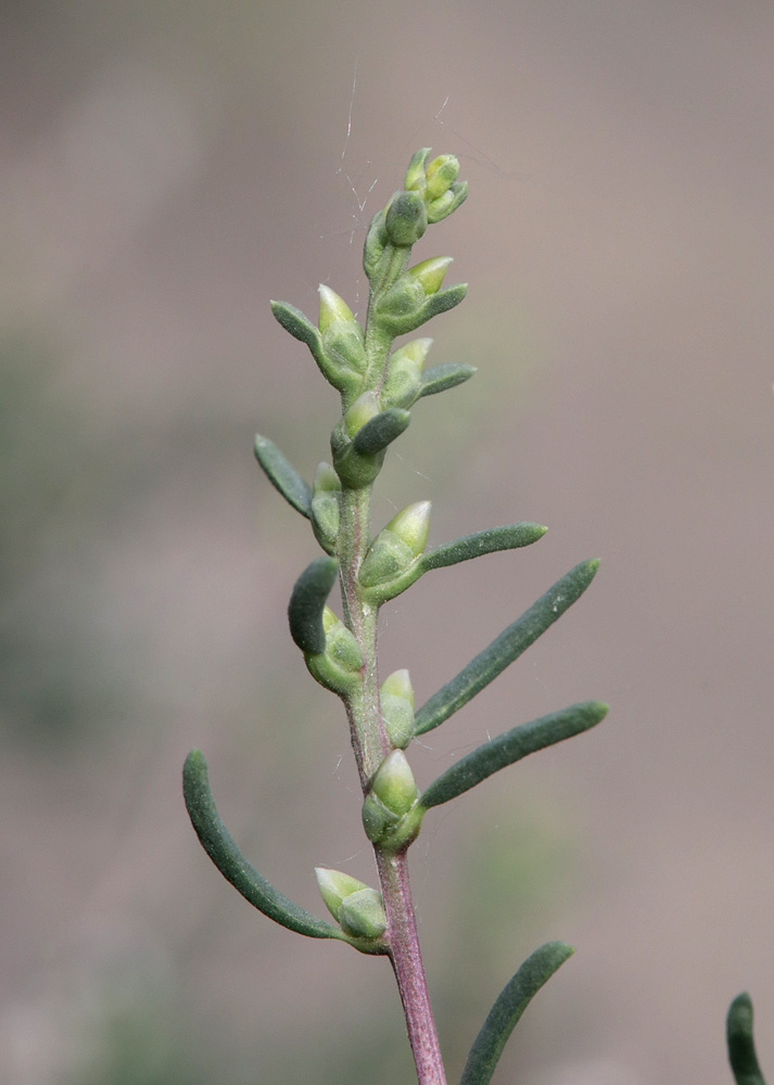 Image of Salsola arbusculiformis specimen.