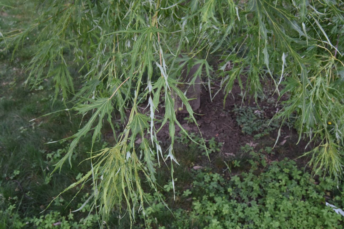 Image of Acer saccharinum specimen.