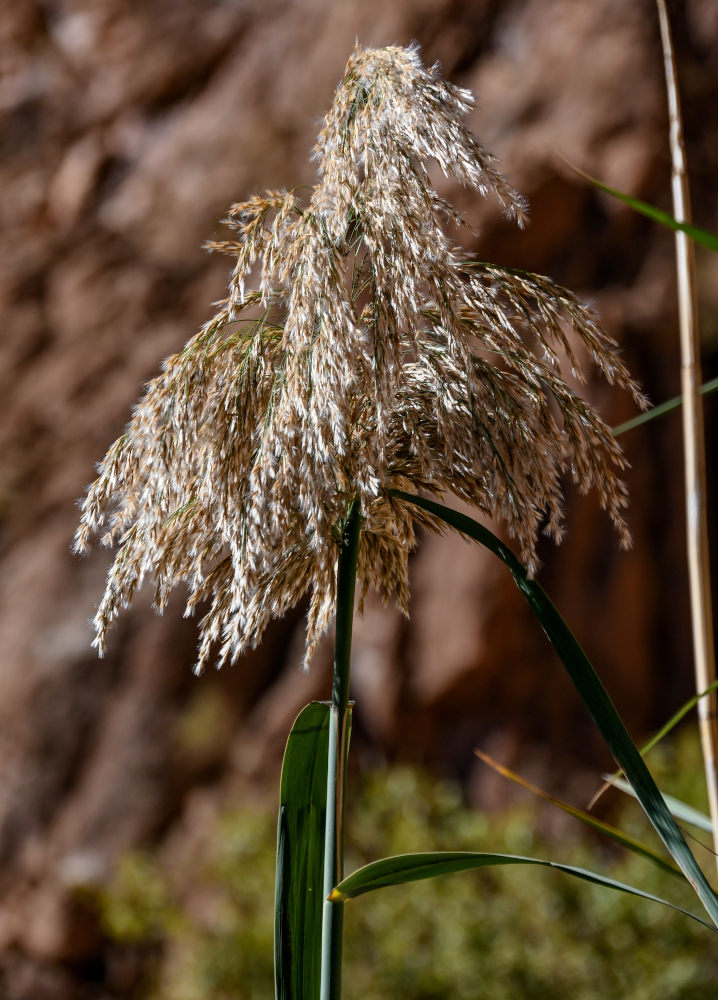 Изображение особи Phragmites australis.