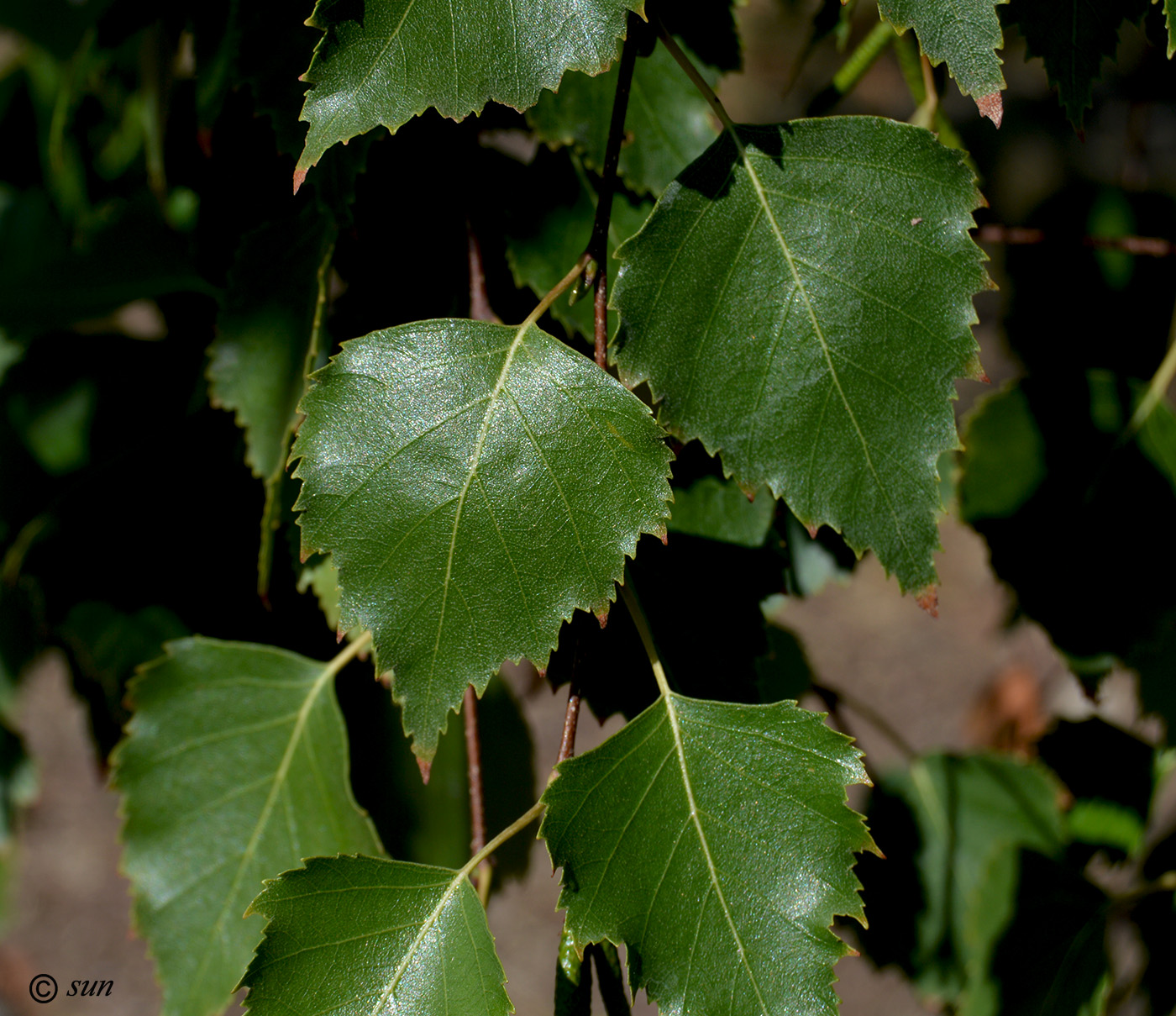 Image of Betula pendula specimen.