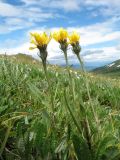 Crepis chrysantha. Цветущие растения. Восточный Казахстан, Южный Алтай, хр. Сарымсакты, пер. Бурхат, ≈ 2200 м н.у.м., горная тундра. 4 июля 2024 г.