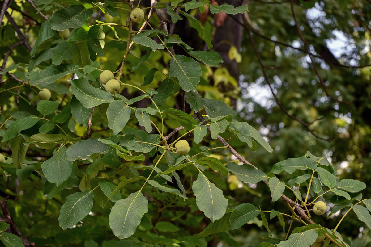 Изображение особи Juglans regia.