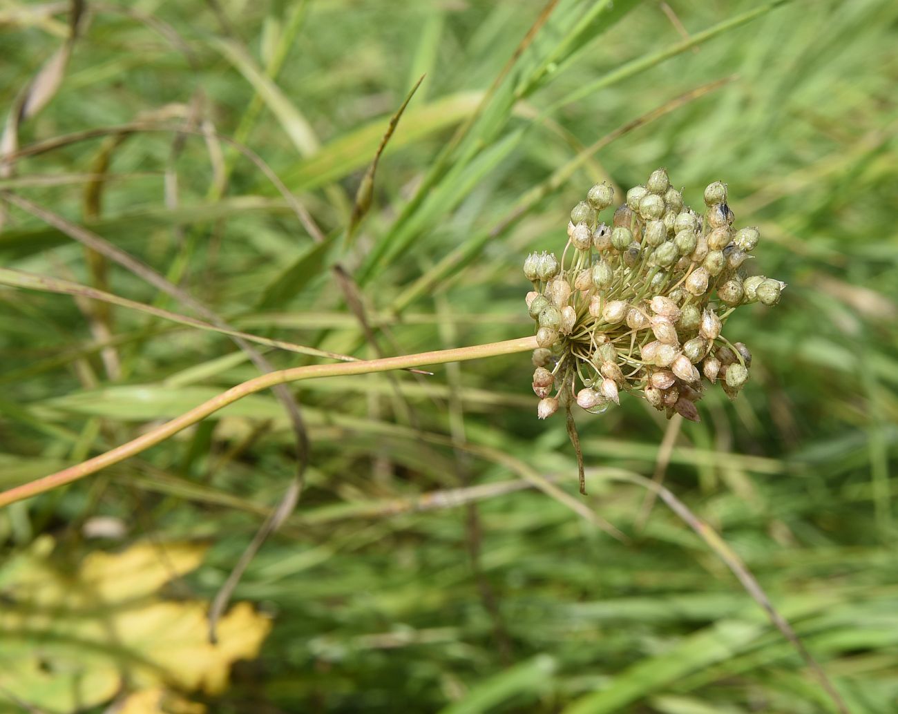 Изображение особи Allium rotundum.