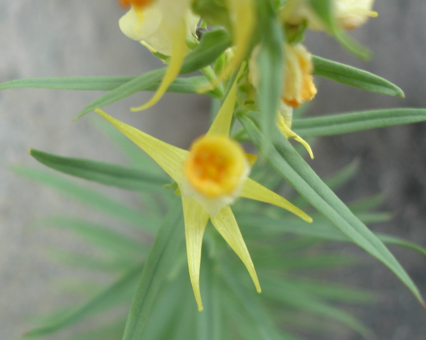 Изображение особи Linaria vulgaris.