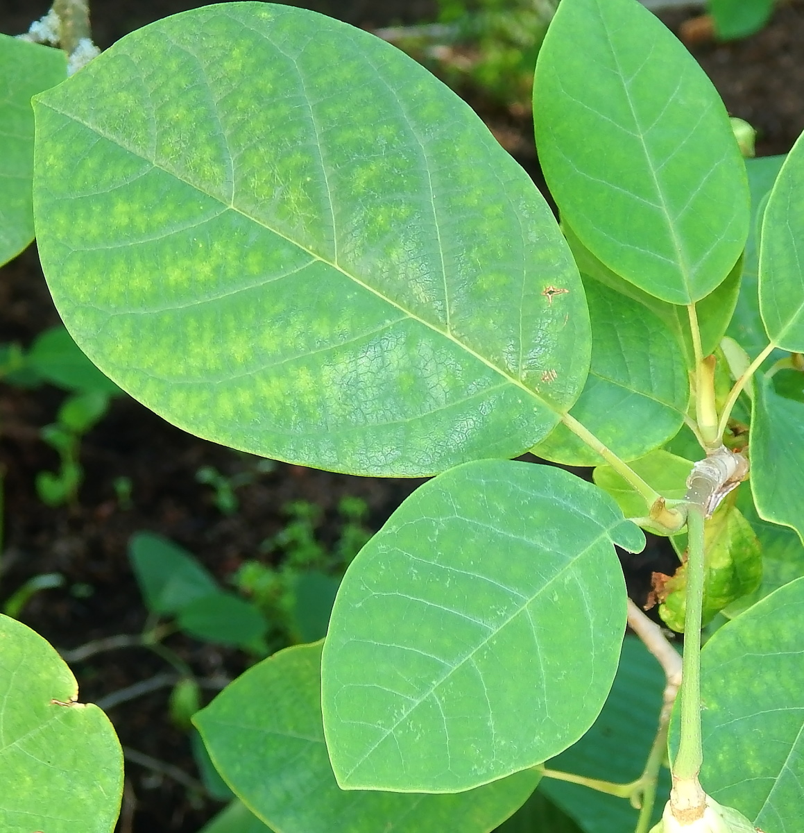 Image of Magnolia &times; soulangeana specimen.