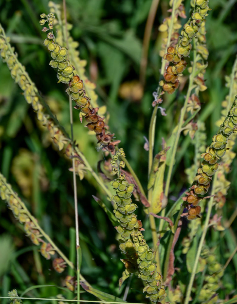 Image of Cynoglossum officinale specimen.