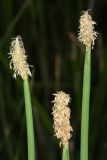 genus Eleocharis. Верхушки цветущих побегов. Узбекистан, Андижанская обл., Асакинский р-н, Асакинское лесное хозяйство, берег р. Аравансай. 10.07.2021.