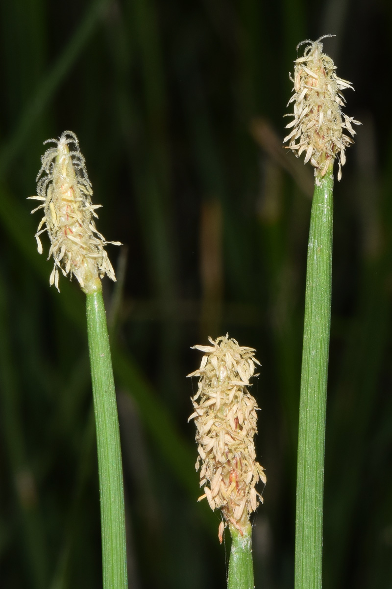 Image of genus Eleocharis specimen.